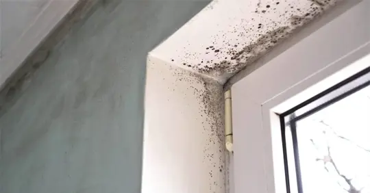 Mold growth near window frame